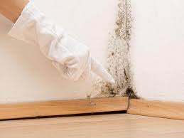 Fort Meade, FL Mold Removal & Remediation Company